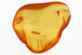 Detailed Fossil Checkered Beetle (Cleridae) Larva in Baltic Amber #330631-1